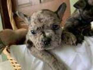 French Bulldog Puppy for sale in Natchez, MS, USA