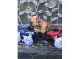 Medium Photo #1 French Bulldog Puppy For Sale in Palo Alto, CA, USA