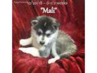 Alaskan Husky Puppy for sale in Merlin, OR, USA