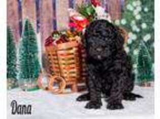 Labradoodle Puppy for sale in Saint Cloud, MN, USA