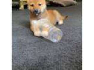 Shiba Inu Puppy for sale in Oxford, CT, USA