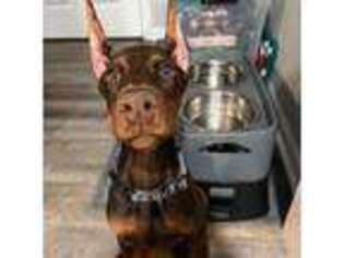 Doberman Pinscher Puppy for sale in Jeffersonville, IN, USA