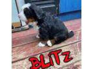 Bernese Mountain Dog Puppy for sale in Newburgh, NY, USA