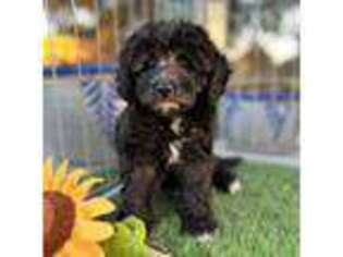 Goldendoodle Puppy for sale in San Antonio, TX, USA