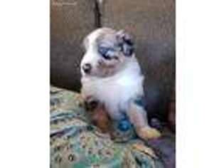 Australian Shepherd Puppy for sale in Camden, OH, USA