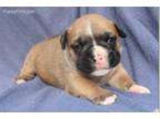 Bulldog Puppy for sale in Chaptico, MD, USA