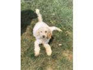Labradoodle Puppy for sale in Lees Summit, MO, USA