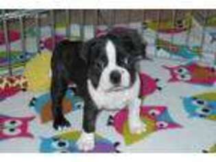 Boston Terrier Puppy for sale in Tucson, AZ, USA