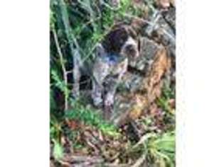 German Shorthaired Pointer Puppy for sale in Ozark, AL, USA