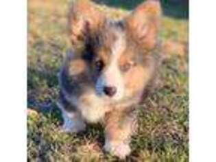 Pembroke Welsh Corgi Puppy for sale in Poolville, TX, USA