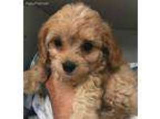 Havanese Puppy for sale in Rutland, IL, USA