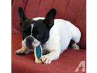 French Bulldog Puppy for sale in DECATUR, TX, USA