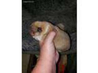 Pomeranian Puppy for sale in Angleton, TX, USA