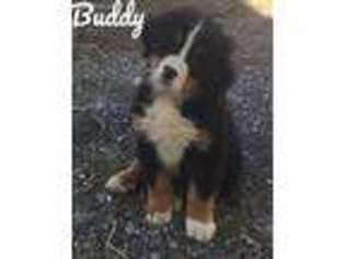 Bernese Mountain Dog Puppy for sale in Parkesburg, PA, USA