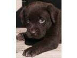 Labrador Retriever Puppy for sale in Swanton, OH, USA