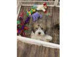 Havanese Puppy for sale in Russellville, AR, USA