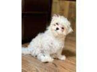 Maltese Puppy for sale in Hewitt, NJ, USA