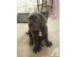 Neapolitan Mastiff Puppy for sale in SMITHS STATION, AL, USA