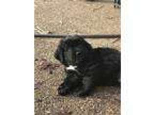 Newfoundland Puppy for sale in Valparaiso, IN, USA