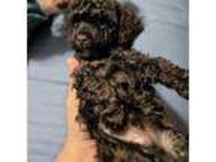 Mutt Puppy for sale in Riegelsville, PA, USA