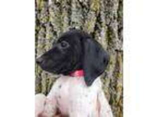 German Shorthaired Pointer Puppy for sale in Grove City, MN, USA