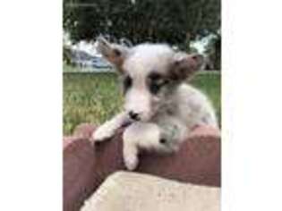 Border Collie Puppy for sale in Mcallen, TX, USA