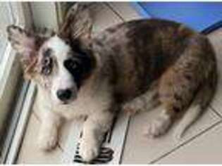 Pembroke Welsh Corgi Puppy for sale in Macomb, MI, USA