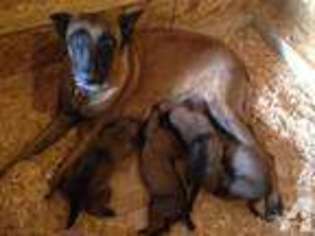 Belgian Malinois Puppy for sale in BETHEL, WA, USA