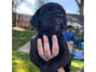 Cane Corso Puppy for sale in Tulare, CA, USA