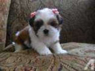 Mutt Puppy for sale in SUMNER, WA, USA