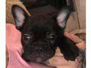 French Bulldog Puppy for sale in Guerneville, CA, USA