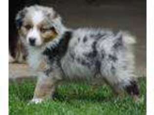 Australian Shepherd Puppy for sale in New Holland, PA, USA