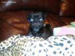Pug Puppy for sale in Pearl, MS, USA