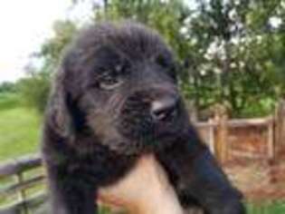 Newfoundland Puppy for sale in Martinsville, OH, USA