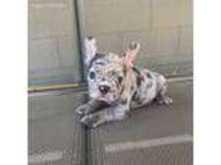 French Bulldog Puppy for sale in Huntingdon, TN, USA