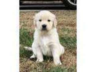 Golden Retriever Puppy for sale in Ooltewah, TN, USA