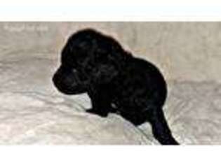 Mutt Puppy for sale in Owatonna, MN, USA