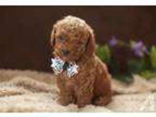Shih-Poo Puppy for sale in ISANTI, MN, USA