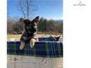 Norwegian Elkhound Puppy for sale in Knoxville, TN, USA
