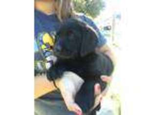 Labrador Retriever Puppy for sale in DOWNEY, CA, USA