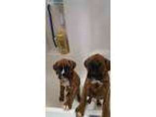 Boxer Puppy for sale in Washington, KS, USA