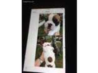 French Bulldog Puppy for sale in Gaston, SC, USA
