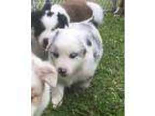 Australian Shepherd Puppy for sale in Kewaskum, WI, USA