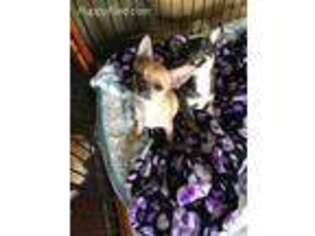 Chihuahua Puppy for sale in Grovetown, GA, USA