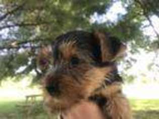 Yorkshire Terrier Puppy for sale in COATS, NC, USA
