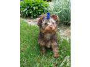 Yorkshire Terrier Puppy for sale in OSCEOLA, IN, USA