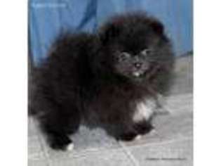 Pomeranian Puppy for sale in Tacoma, WA, USA