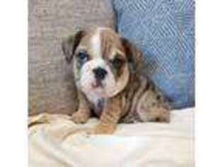 Bulldog Puppy for sale in Canton, OH, USA