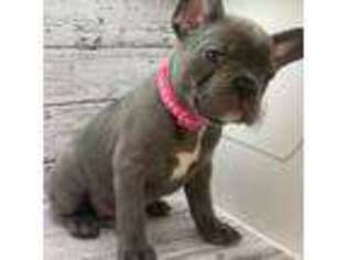 French Bulldog Puppy for sale in Winchester, KY, USA