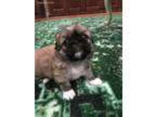 Pekingese Puppy for sale in Shiner, TX, USA